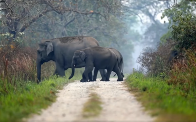 Our promise of conservation to the world is being realised in every effort