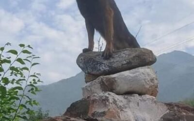 The loyal ‘Zoom’ is no more