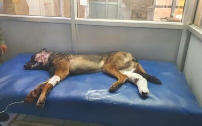 Our four legged Soldier !