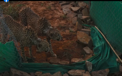 New Territory for the big cats